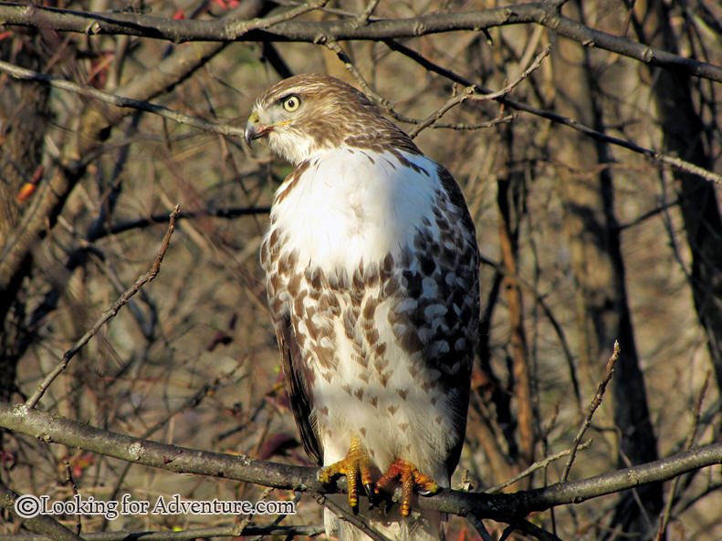 Bird Watching at Tarrywile Park red tail hawk in trees