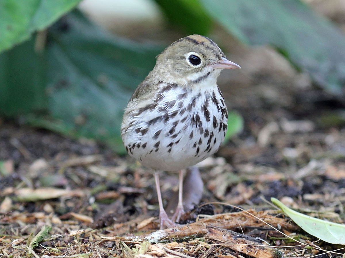 Tarrywile Park photo of the bird Ovenbird