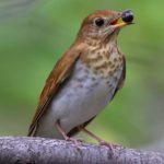 Tarrywile Park photo of the veery bird