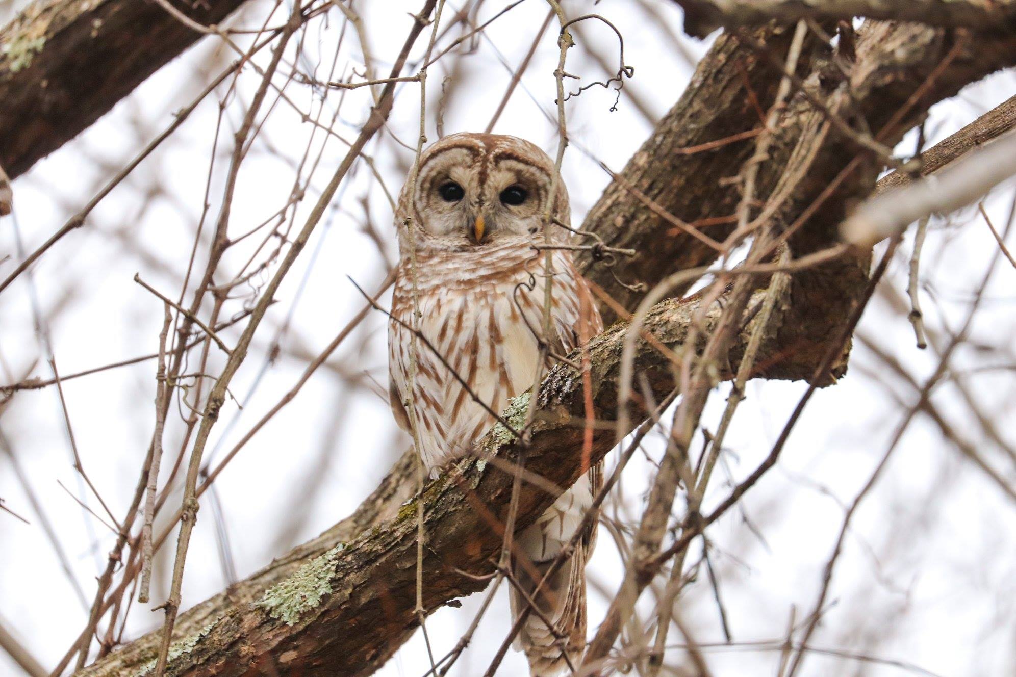 Wildlife at Tarrywile barn owl perched in tree