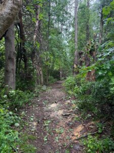 After White Trail Clearing Project at Tarrywile Mansion